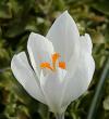 Crocus Jean d´Arc