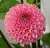Dahlia pinnata