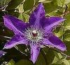 Clematis The President