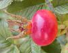 Rosa rugosa - šípky