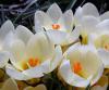 Crocus chrysanthus Cream Beauty