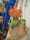 NOVITAS OLOMUCENSIS - Lachenalia. African Beauty