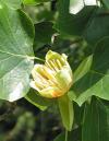 Liriodendron tulipifera