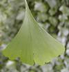 Ginkgo biloba - jinan dvoulaločný