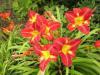 Hemerocallis David Cox