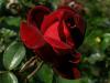 Rosa 'Le Rouge et Le Noir'