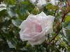 Rosa  'New Dawn'