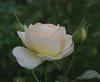 Rosa klub