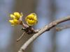 Cornus mas - dřín obecný