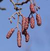 Alnus glutinosa - olše lepkavá