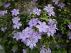 Clematis - plamének