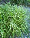 Miscanthus sinensis 'Zebrinus' - ozdobnice čínská