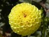 Dahlia