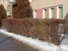 Ligustrum vulgare - ptačí zob (živý plot)