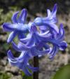 Hyacinthus orientalis - hyacint východní