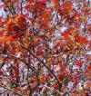 Acer platanoides 'Crimson King' - javor mléč