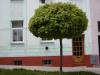 Acer platanoides 'Globosum' - javor mléč