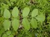 Fraxinus excelsior - jasan ztepilý