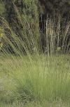 Molinia caerulea - bezkolenec modrý