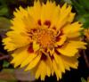 Coreopsis grandiflora 'Rising Sun'