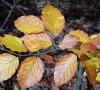 Fagus sylvatica - buk lesní, listy podzim