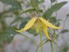 Clematis tangutica - plamének tangutský