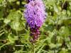Liatris spicata - šuškarda