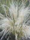 Stipa tenuissima - kavyl péřovitý