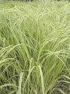 Spartina pectinata 'Aureomarginata' - spartina
