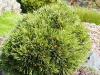 Pinus leucodermis 'Smidtii' - borovice bělokorá