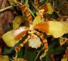 Rossioglossum Rawdon Jester (orchidej)