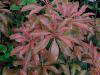 Pieris japonica Red Hill 