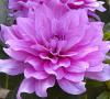 Dahlia - jiřinka