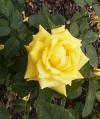 Rosa 'Landora' - růže