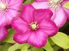 Clematis 'Ville de Lyon' - plamének