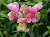 Antirrhinum majus - hledík větší