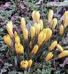 Crocus chrysanthus - šafrán zlatý