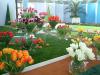 Jarní Flora Olomouc