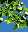 Ginkgo biloba - jinan dvoulaločný