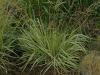 Molinia caerulea 'Variegata' - bezkolenec modrý