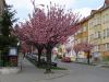 Prunus serrulata - višeň pilovitá, sakura
