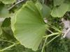 Ginkgo biloba - jinan dvoulaločný