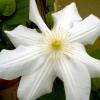 Clematis lanuginosa 'Marie Boisselot' - plamének