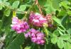 Robinia hispida - trnovník chloupkatý, akát