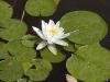 Nymphaea alba - leknín bílý