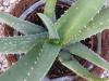Aloe vera - aloe léčivá