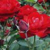 Rosa 'Lilli Marleen' - růže