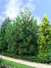 Pinus nigra - borovice černá