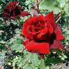 Rosa 'Josef Klimeš' - růže