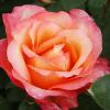 Rosa 'Aquarius' - růže